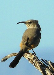 Le  Conte's Thrasher